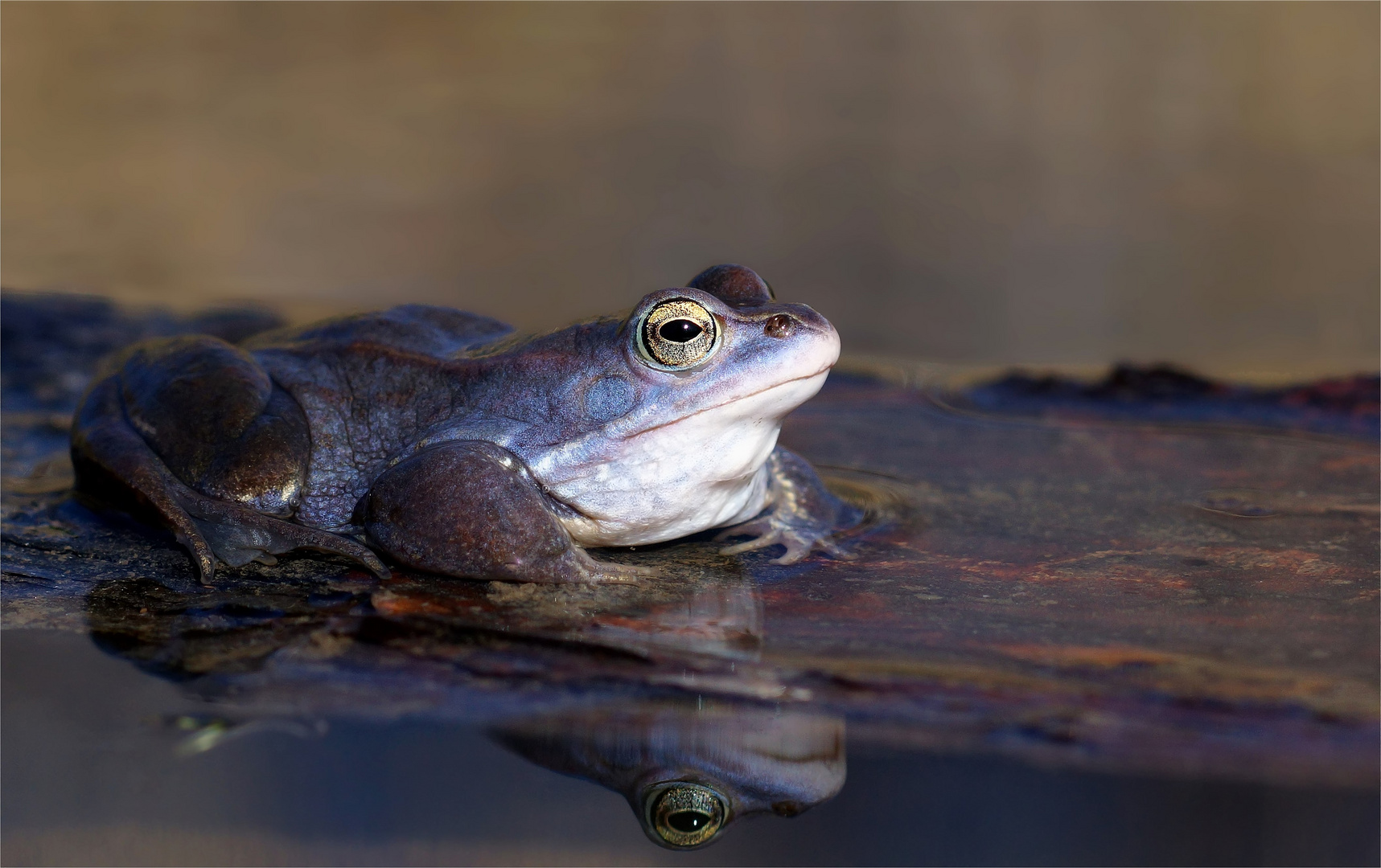 Moorfrosch