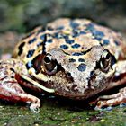 Moorfrosch