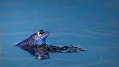 Moorfrosch