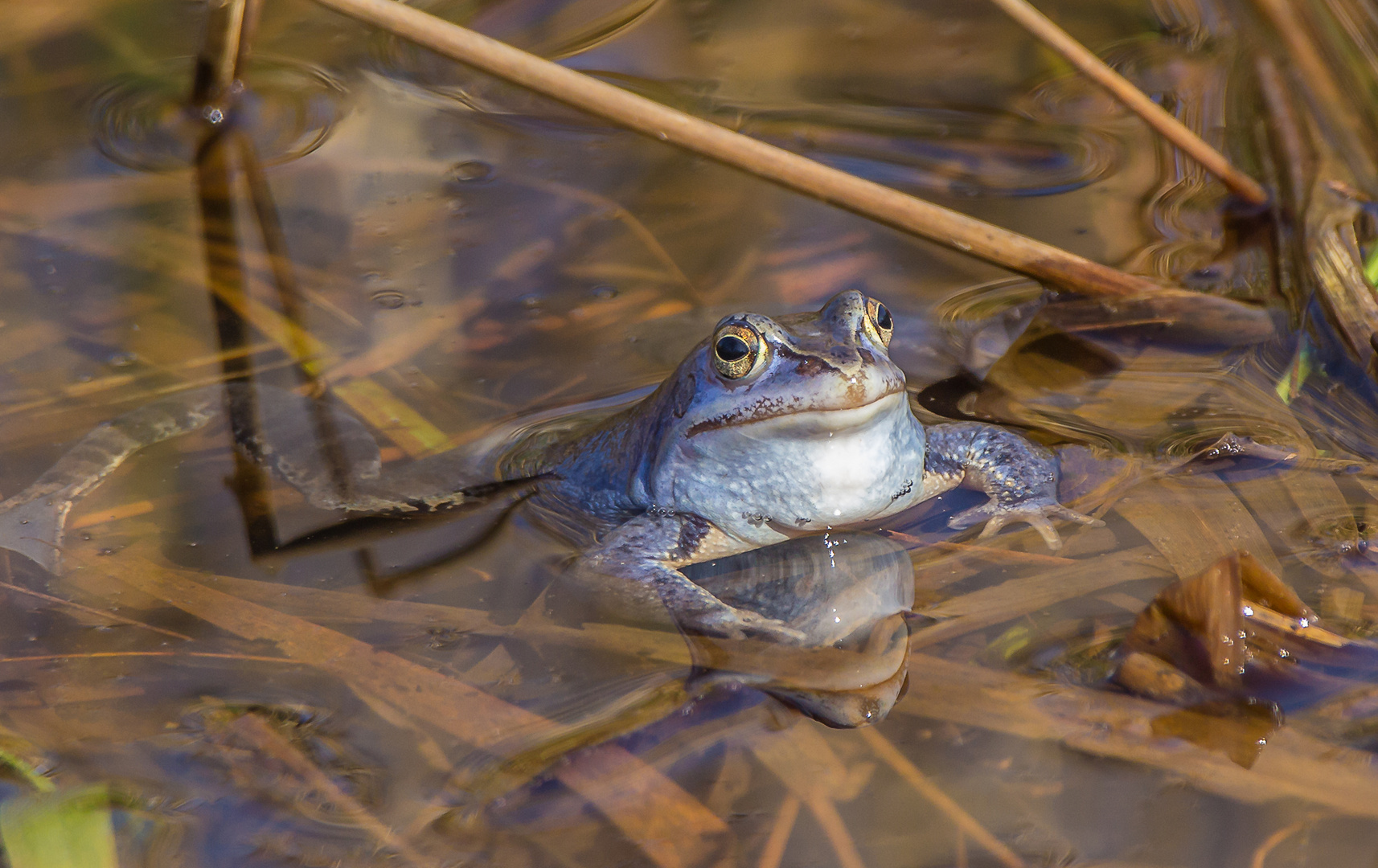 Moorfrosch