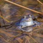 Moorfrosch