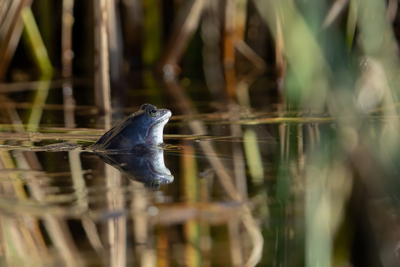 Moorfrosch