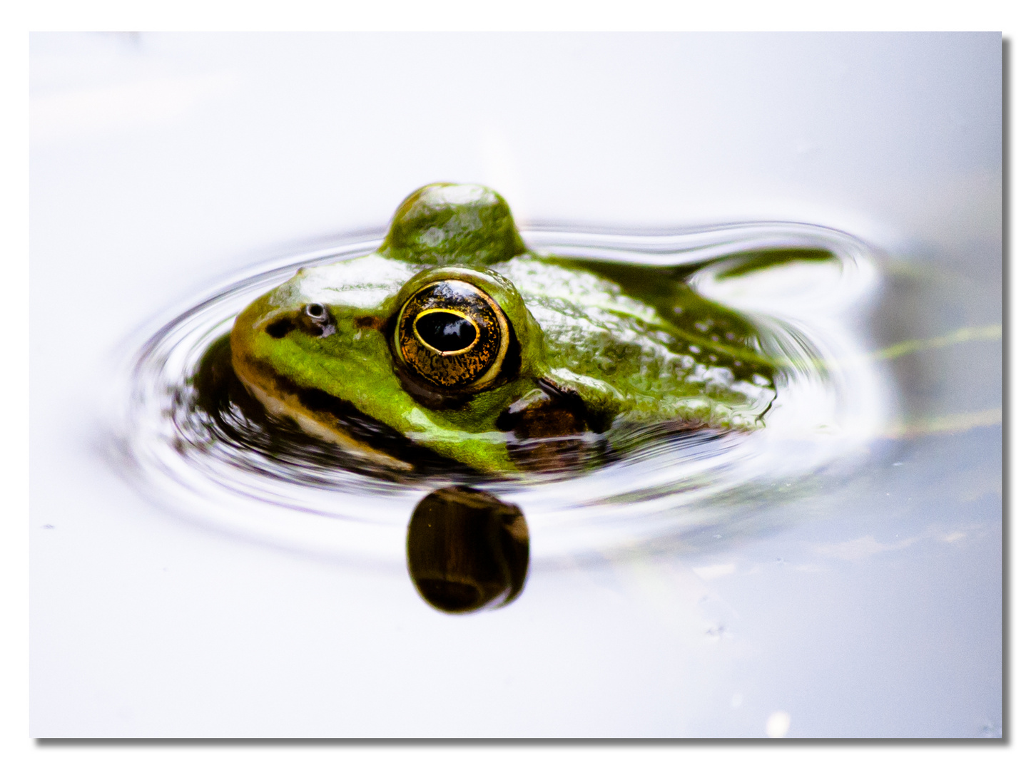 Moorfrosch