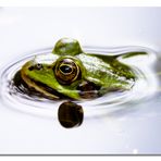 Moorfrosch