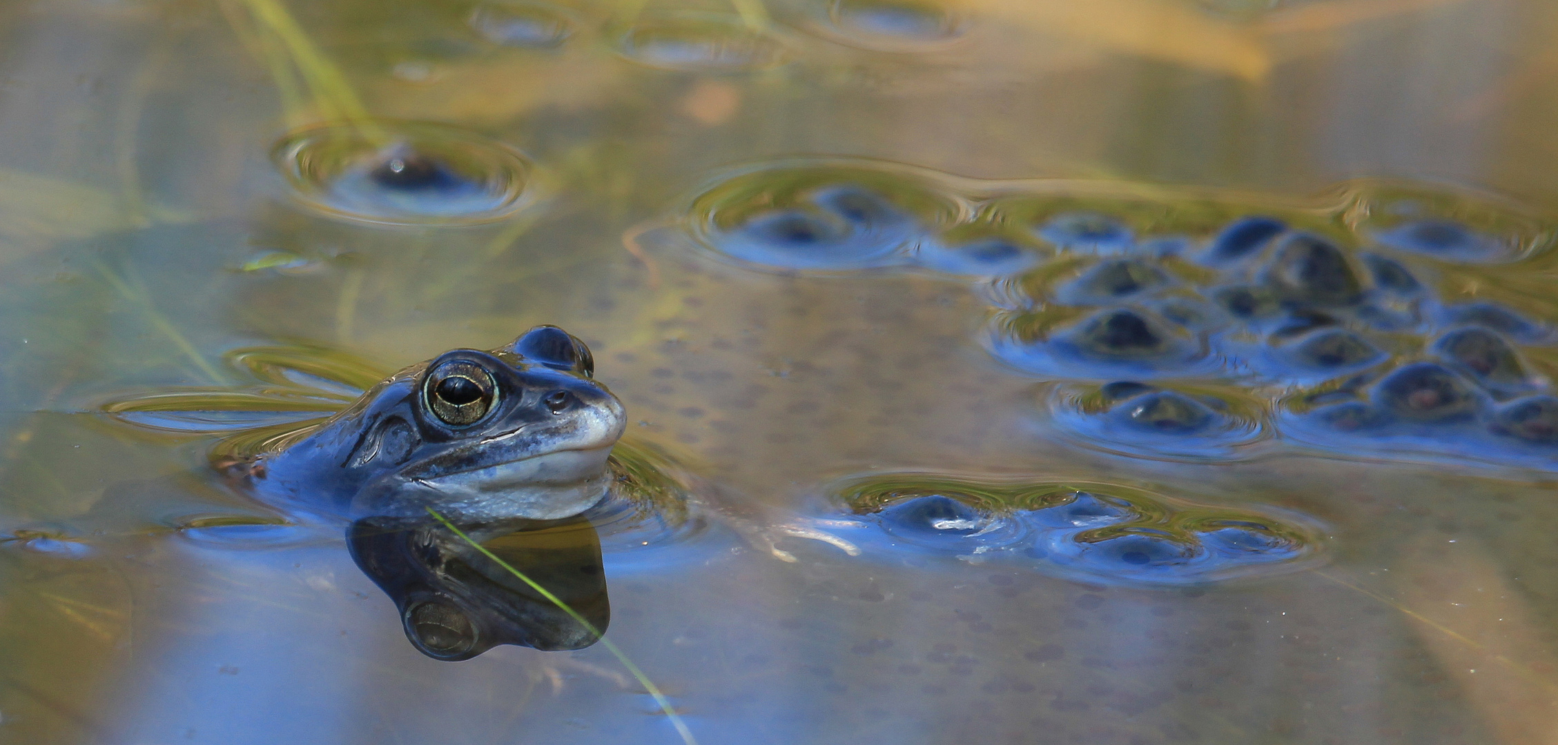 Moorfrosch