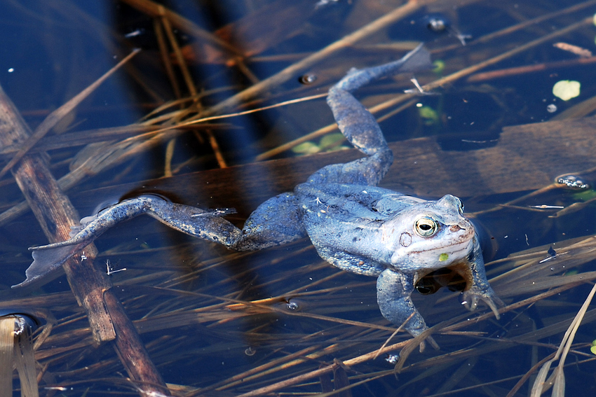 Moorfrosch....