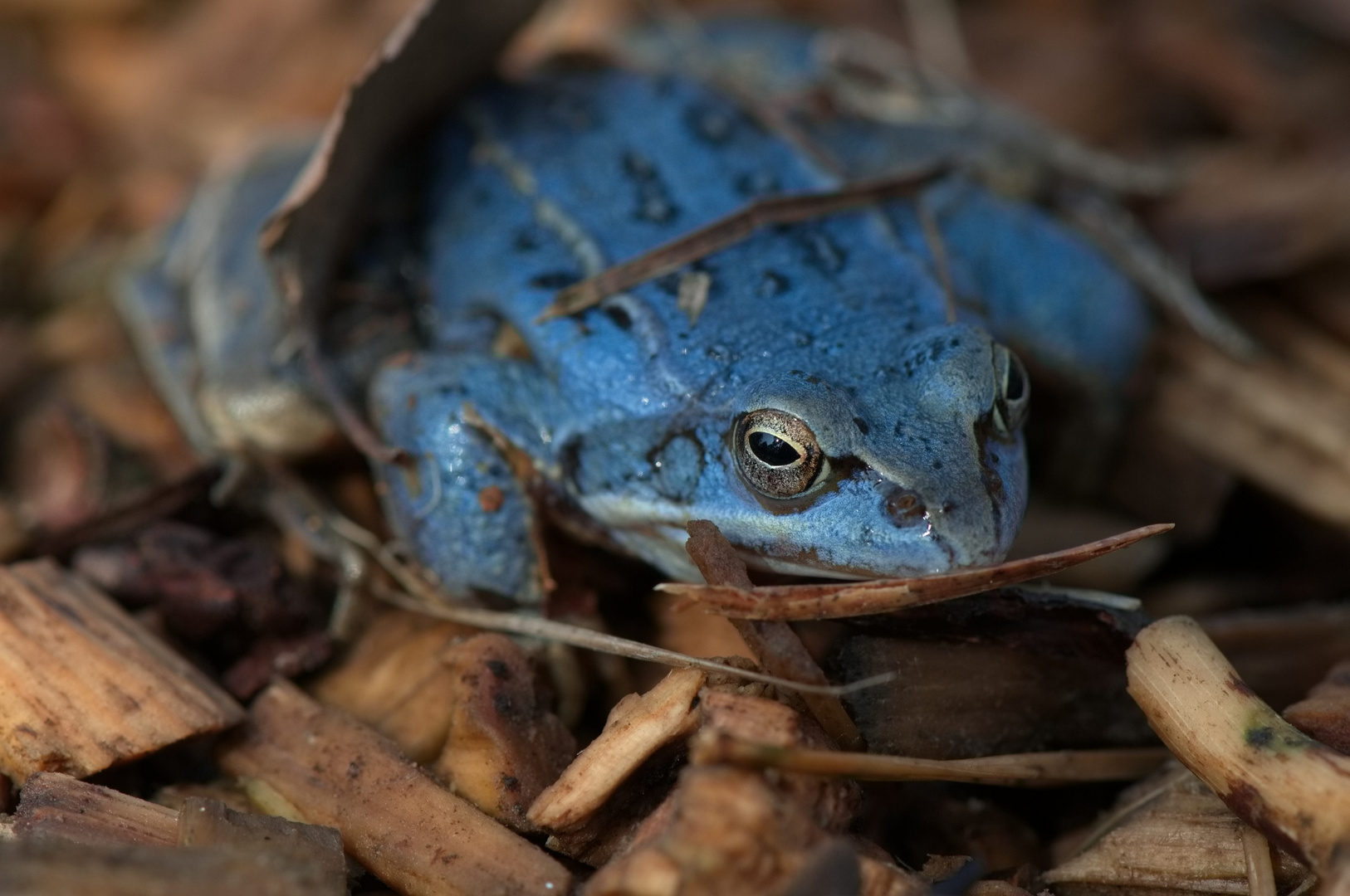 moorfrosch