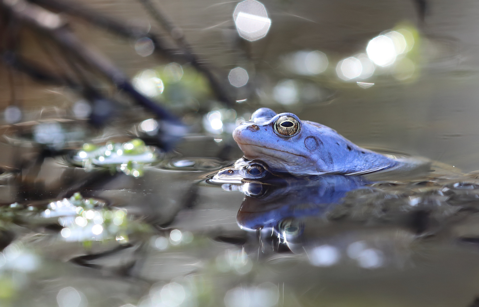 Moorfrosch