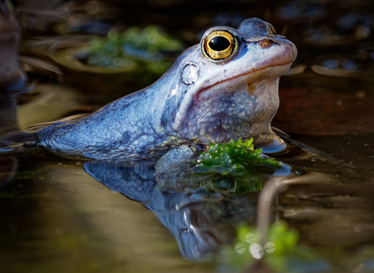 Moorfrosch