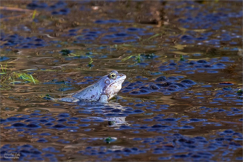 Moorfrosch