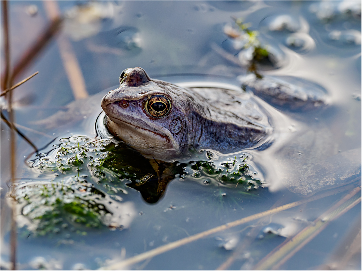 Moorfrosch