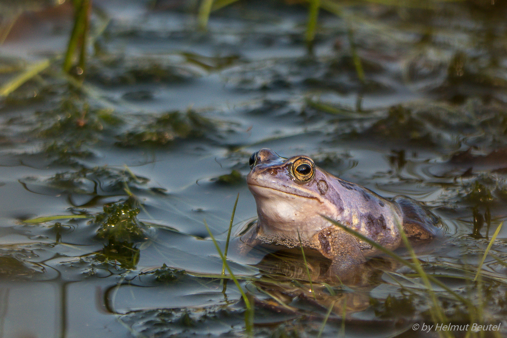 Moorfrosch