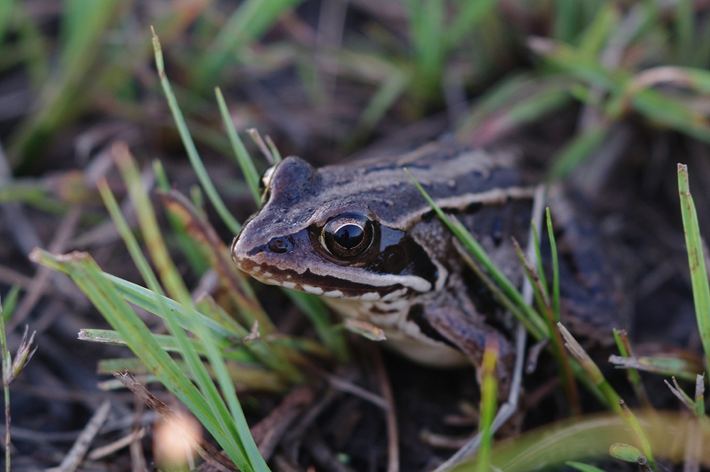 Moorfrosch