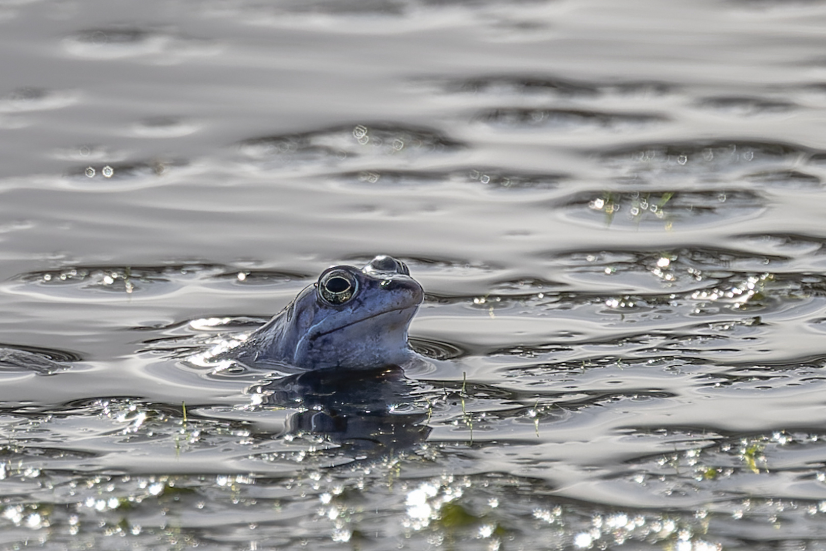 Moorfrosch 