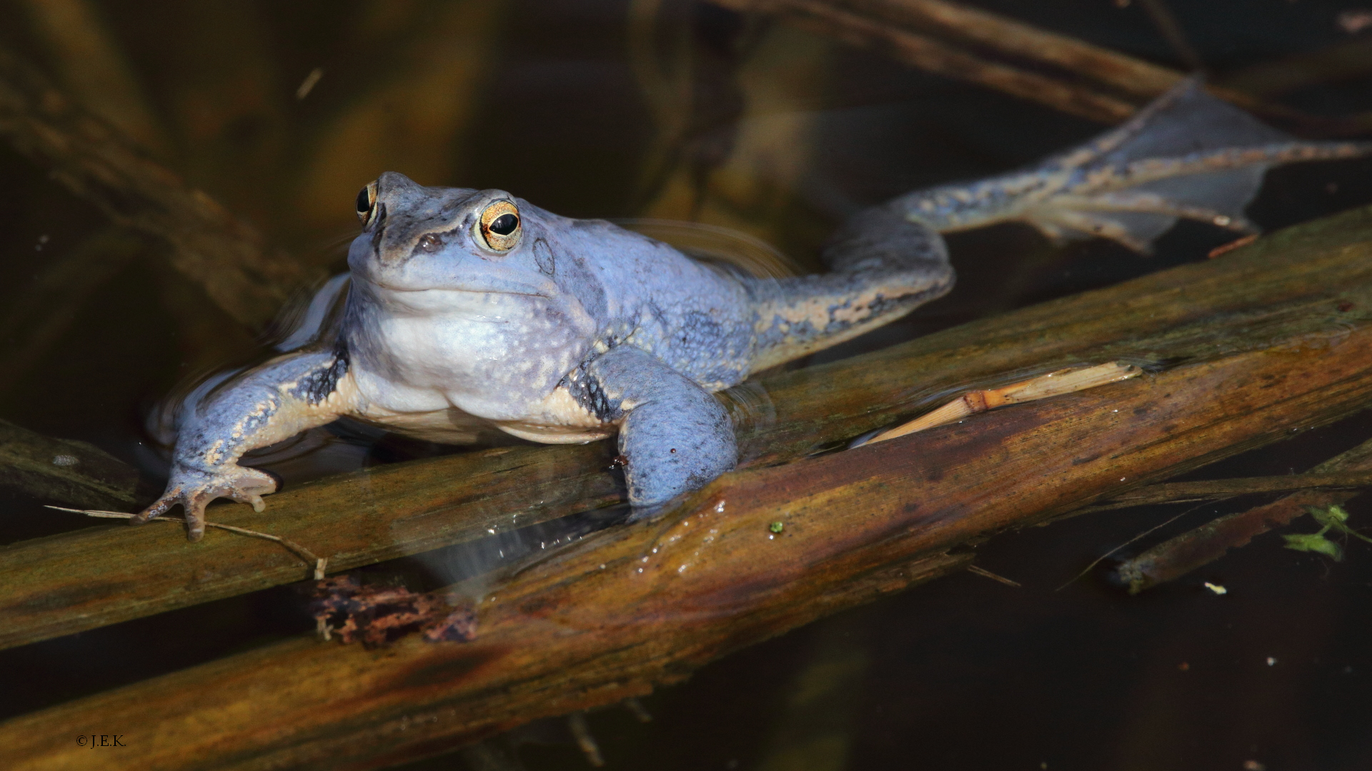 Moorfrosch ³