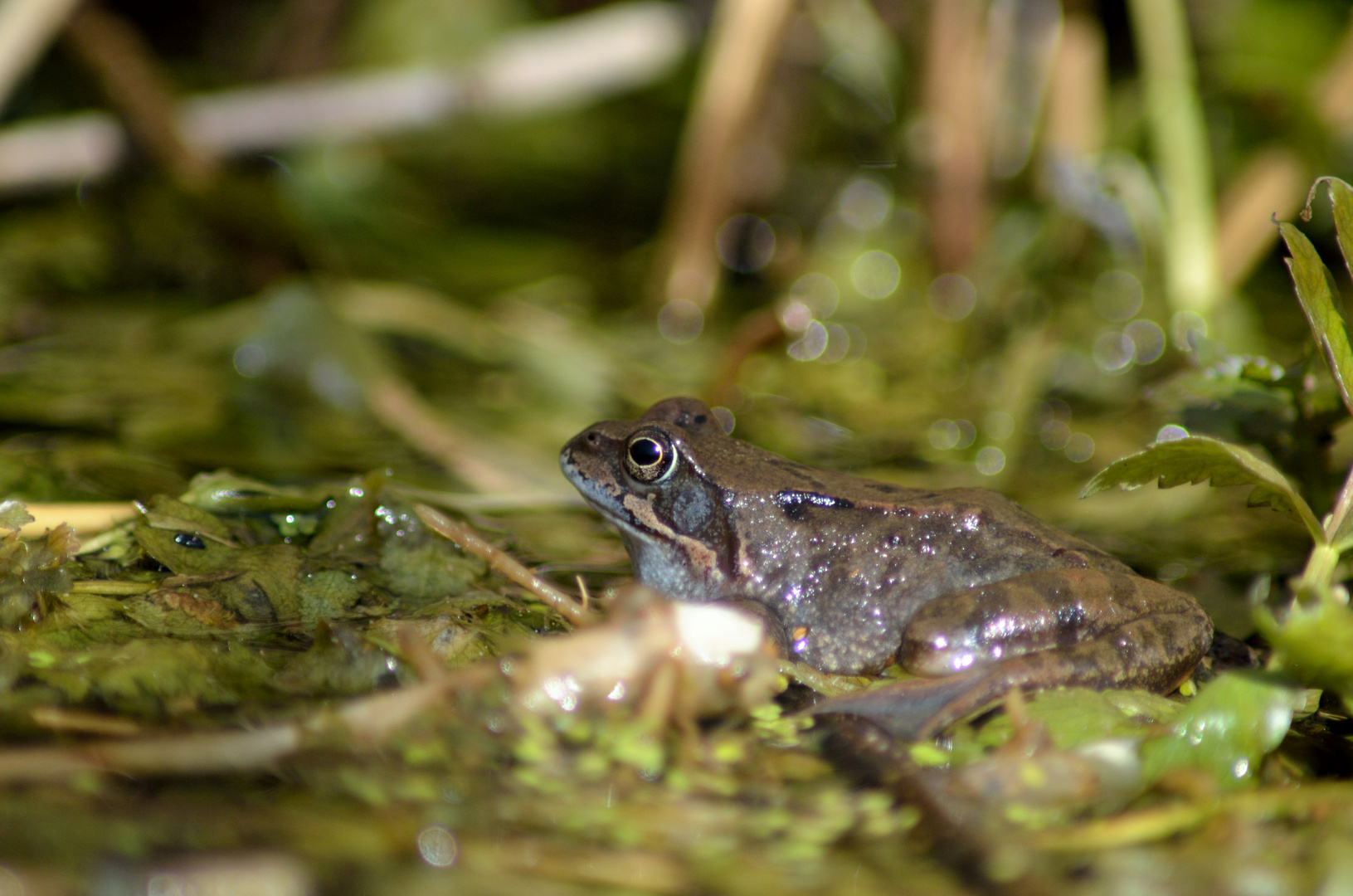 Moorfrosch (9)