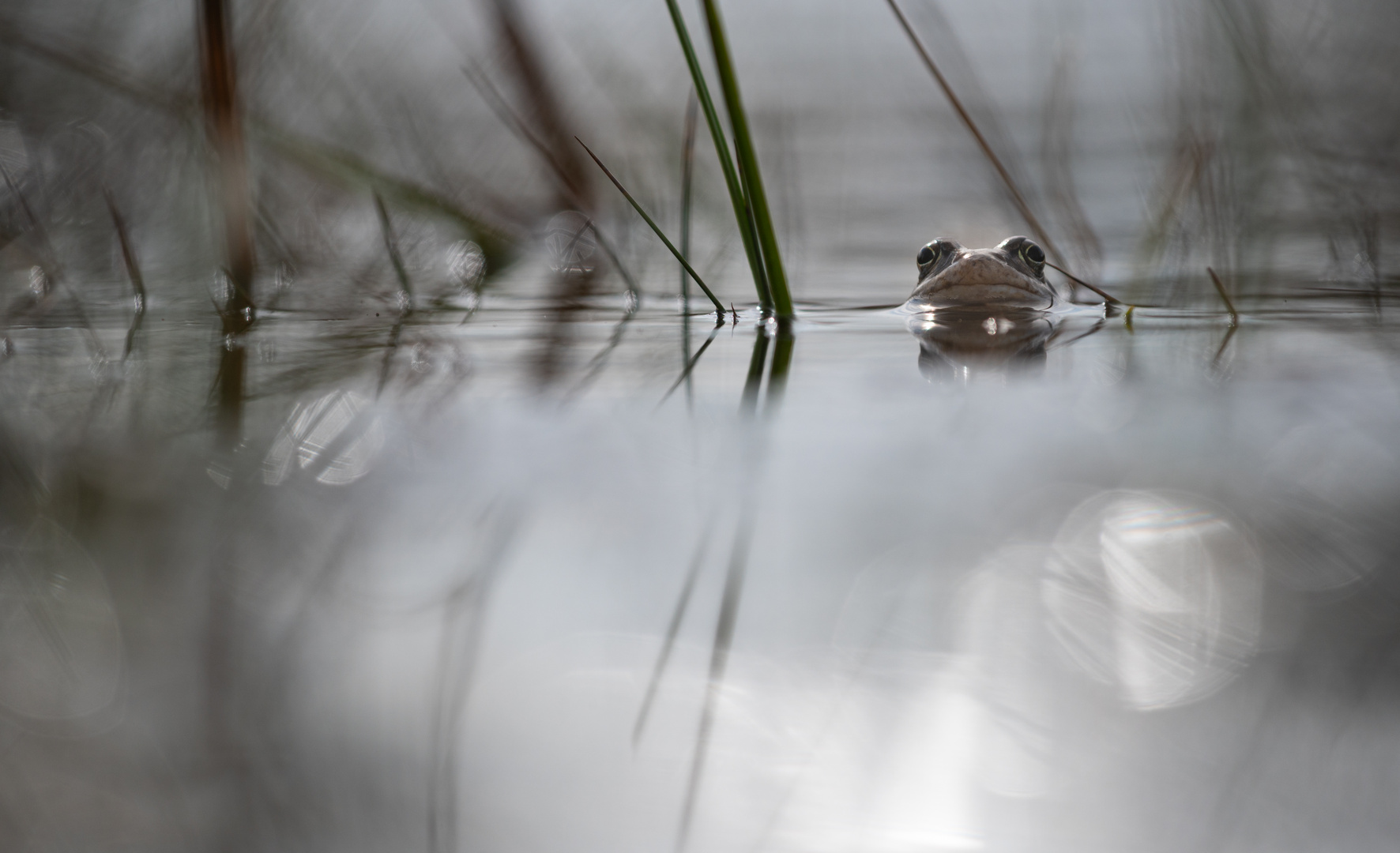 ________Moorfrosch__