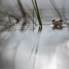 ________Moorfrosch__