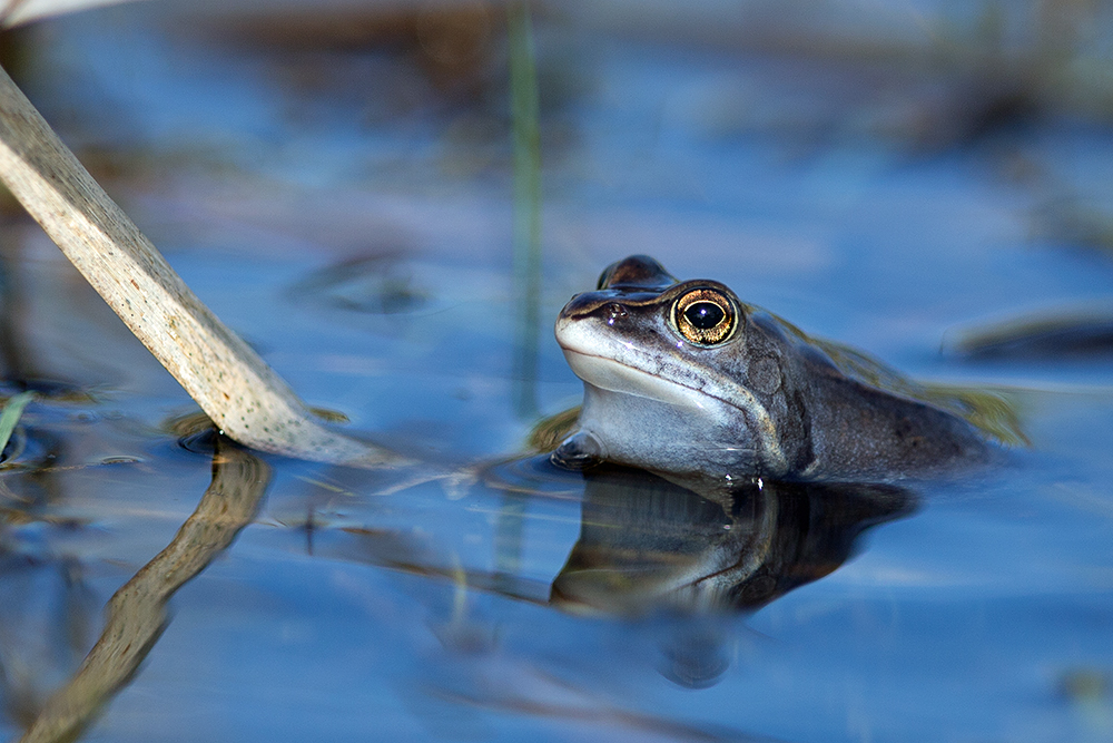 Moorfrosch