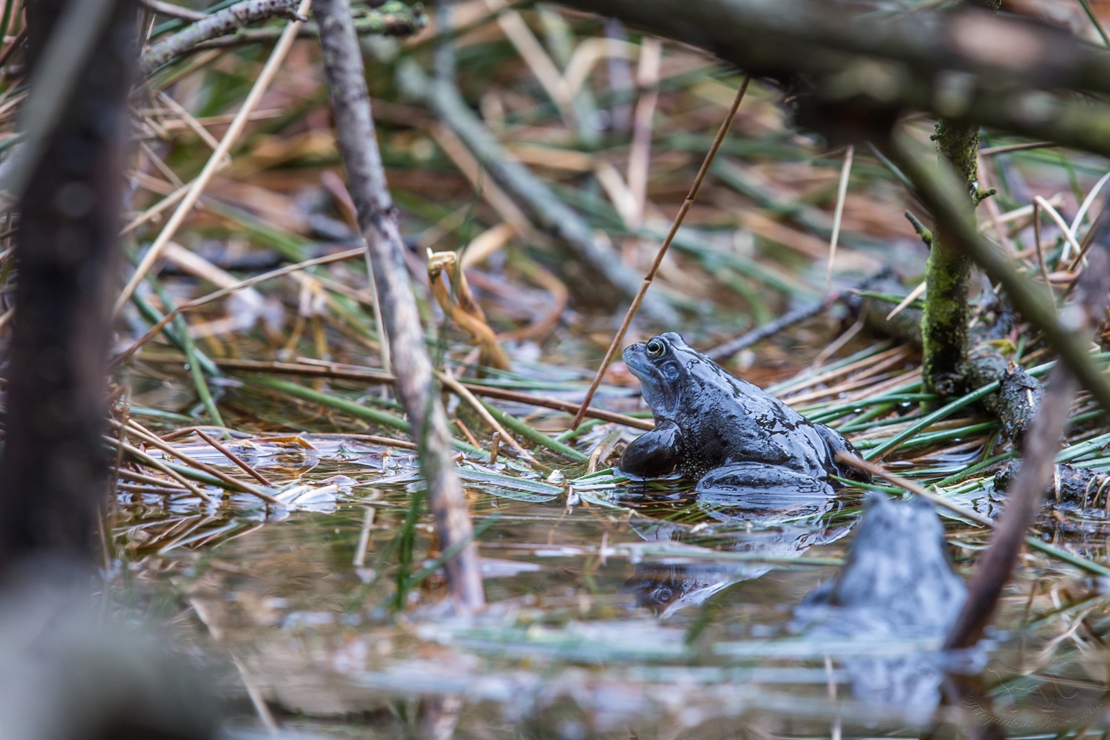 Moorfrosch