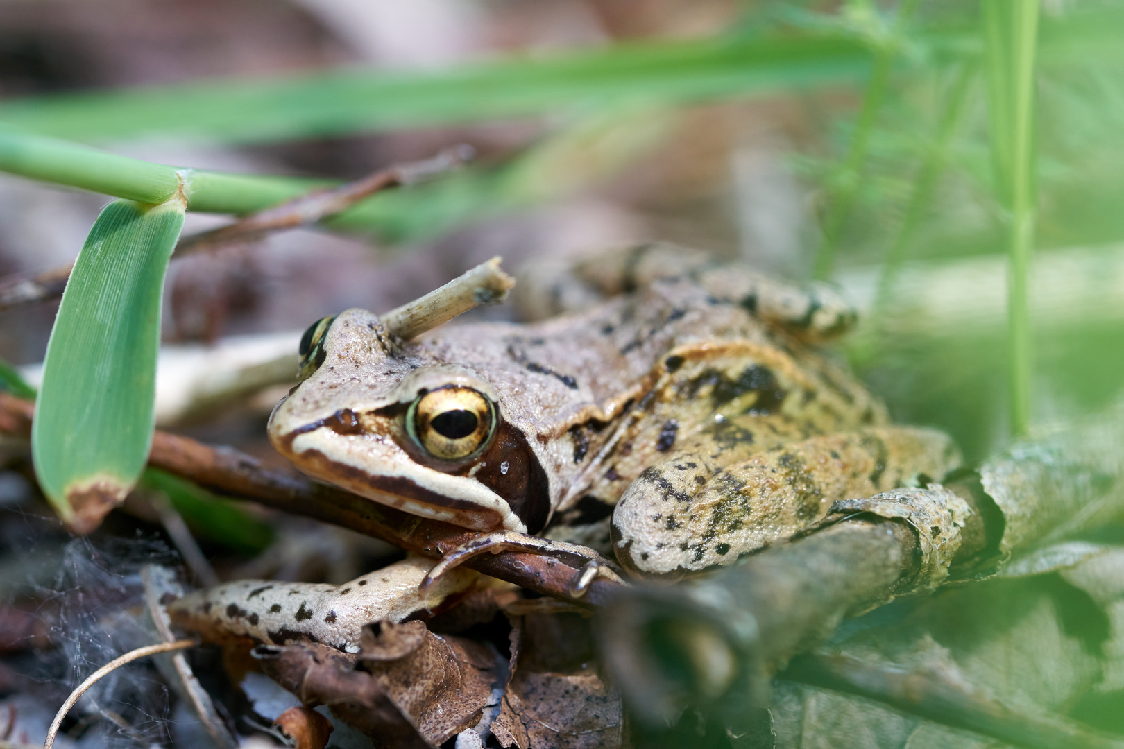 Moorfrosch