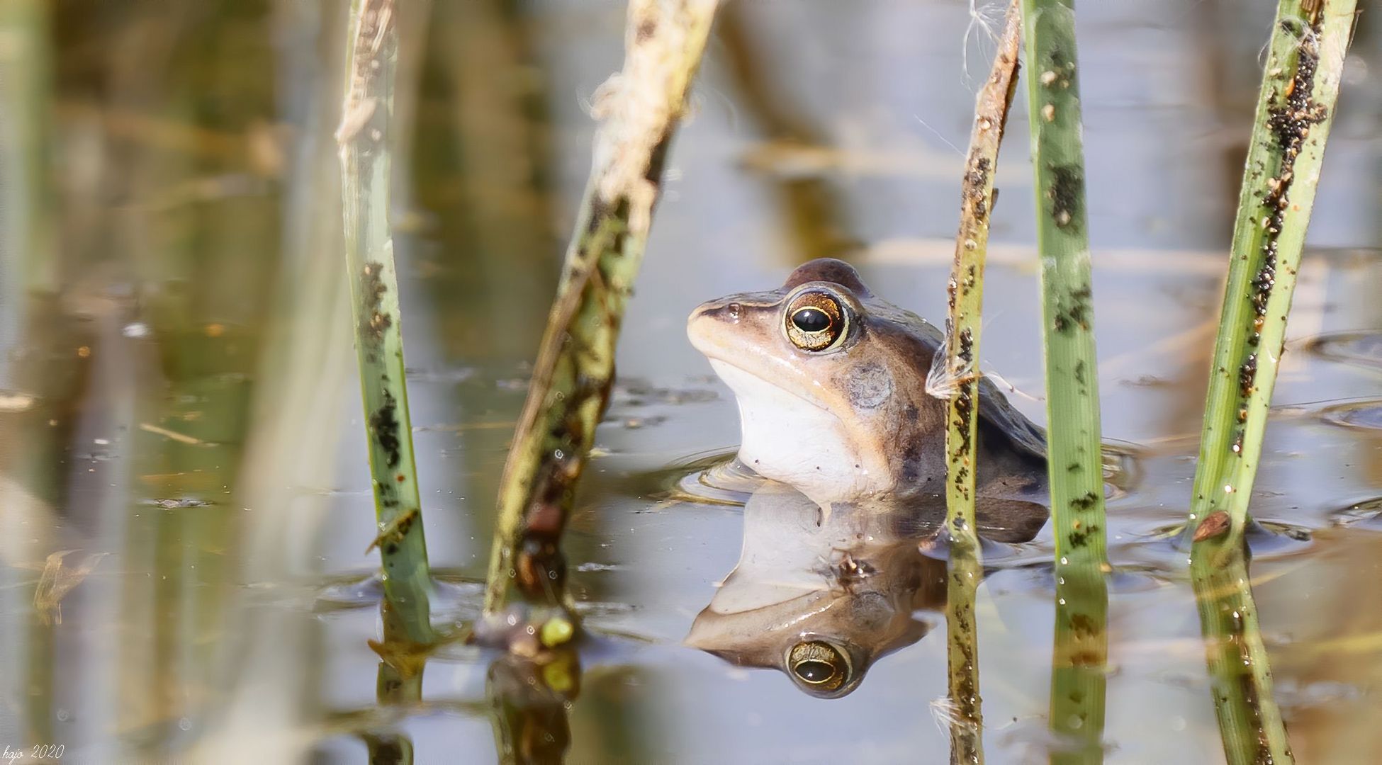 * Moorfrosch *