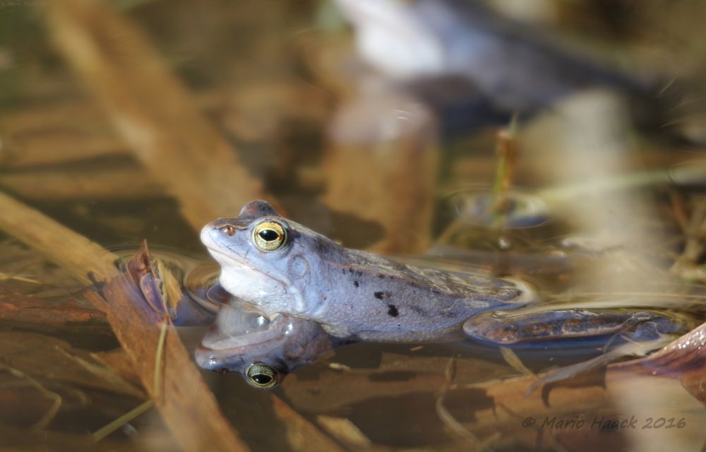 Moorfrosch