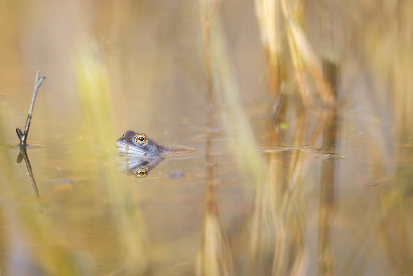 Moorfrosch