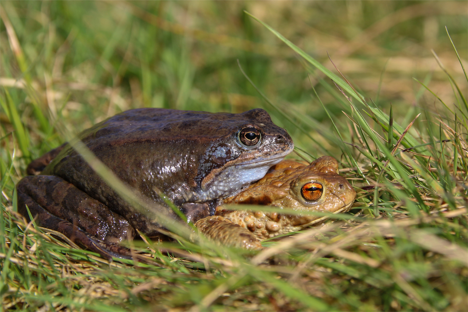 Moorfrosch auf Erdkröte