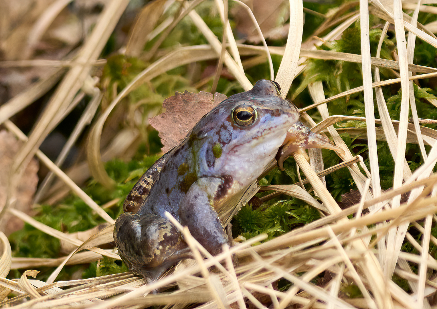 Moorfrosch auf Partnersuche