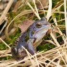 Moorfrosch auf Partnersuche