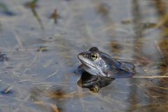 Moorfrosch – Ausguck