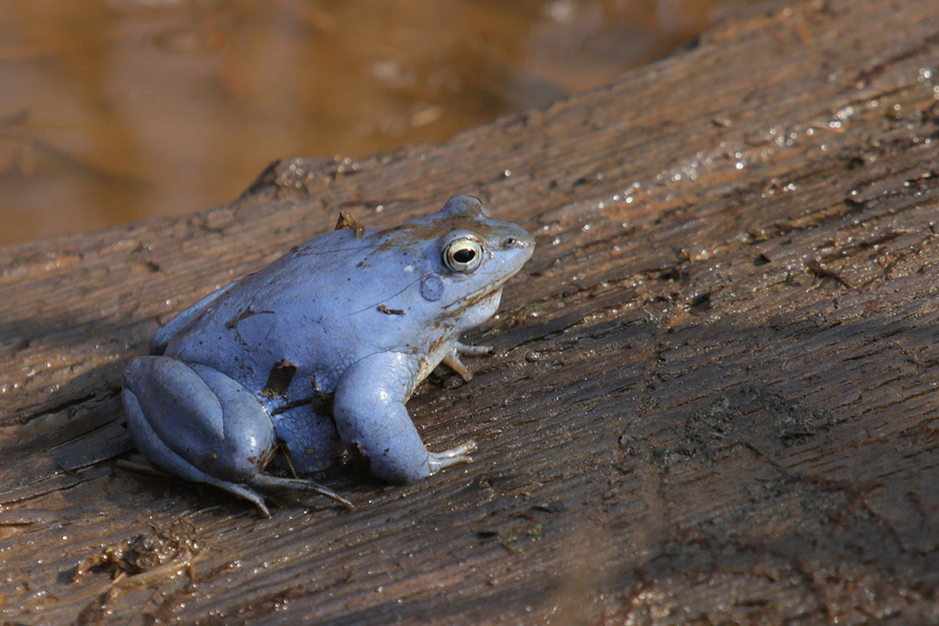 Moorfrosch