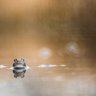 __Moorfrosch____