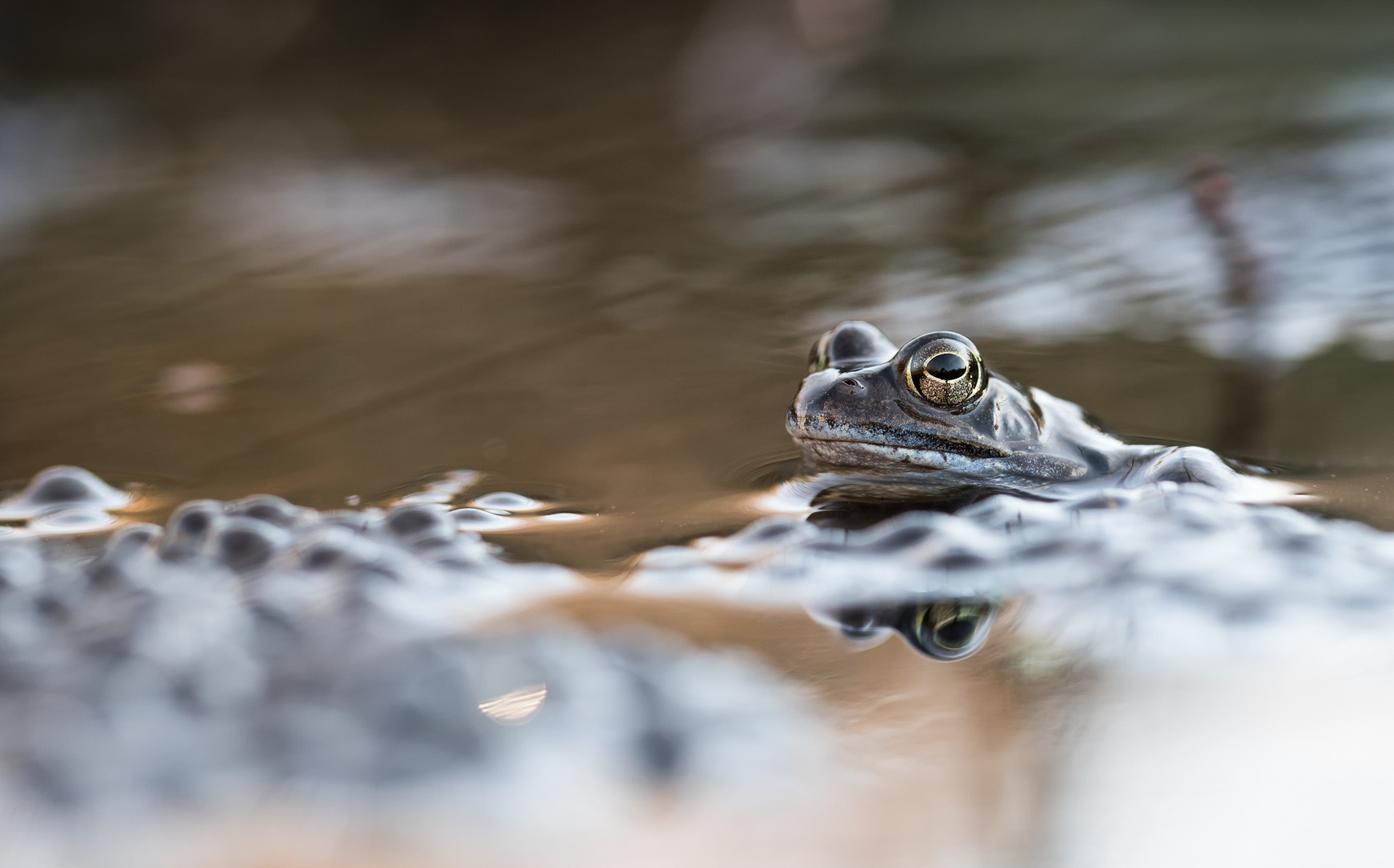 Moorfrosch