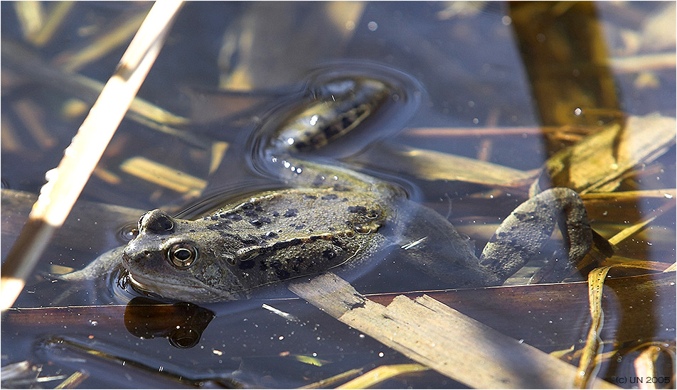 Moorfrosch bei der Balz