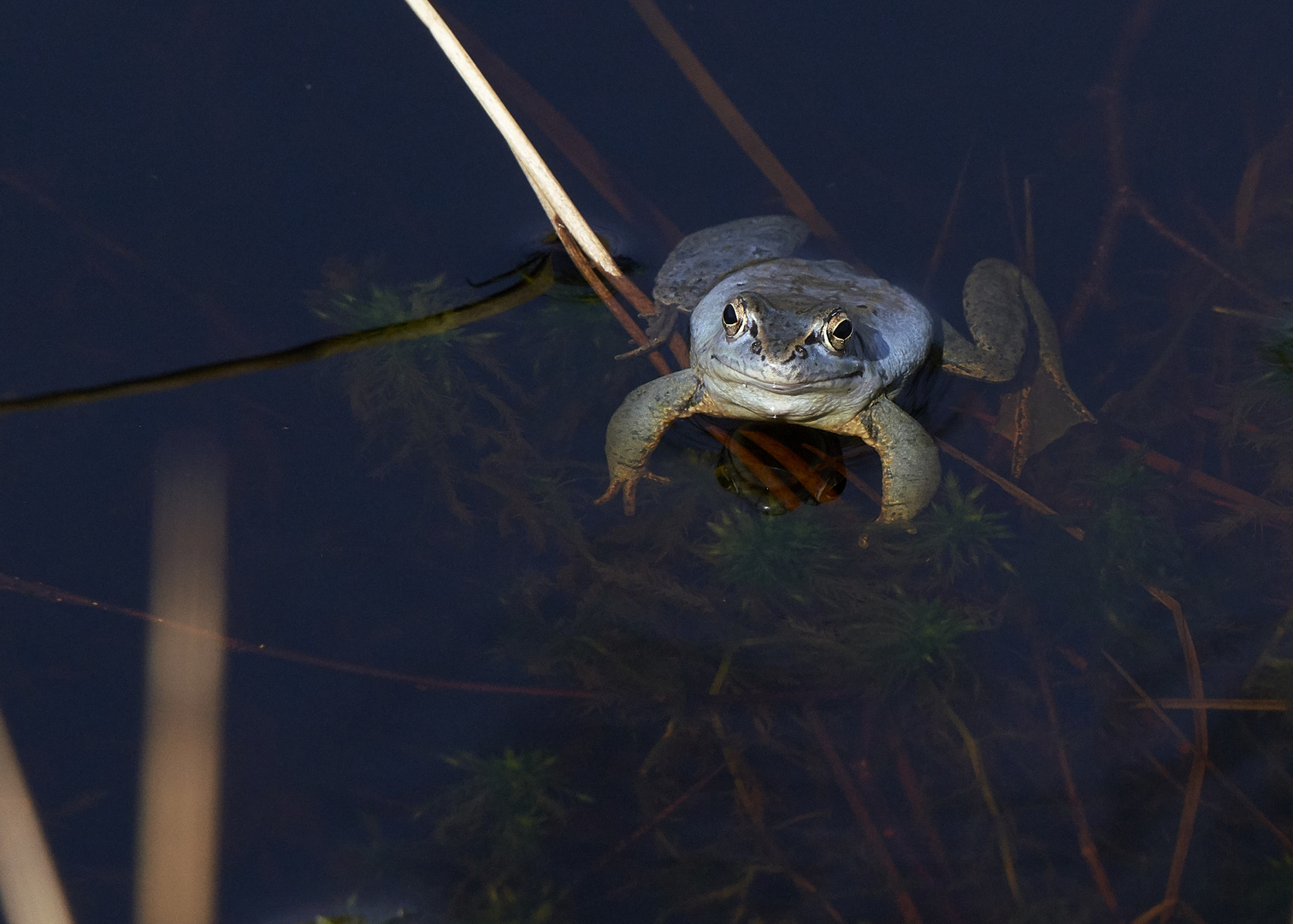 Moorfrosch bei der Beobachtung der Fotografen