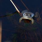 Moorfrosch bei der Beobachtung der Fotografen