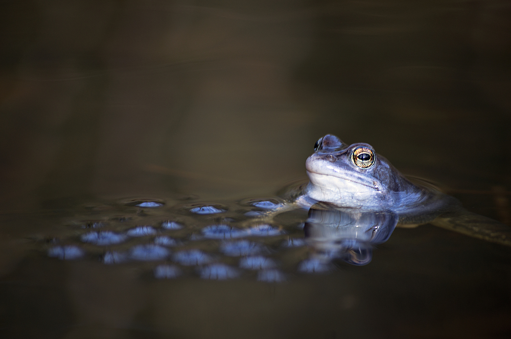 Moorfrosch bewacht den Laich