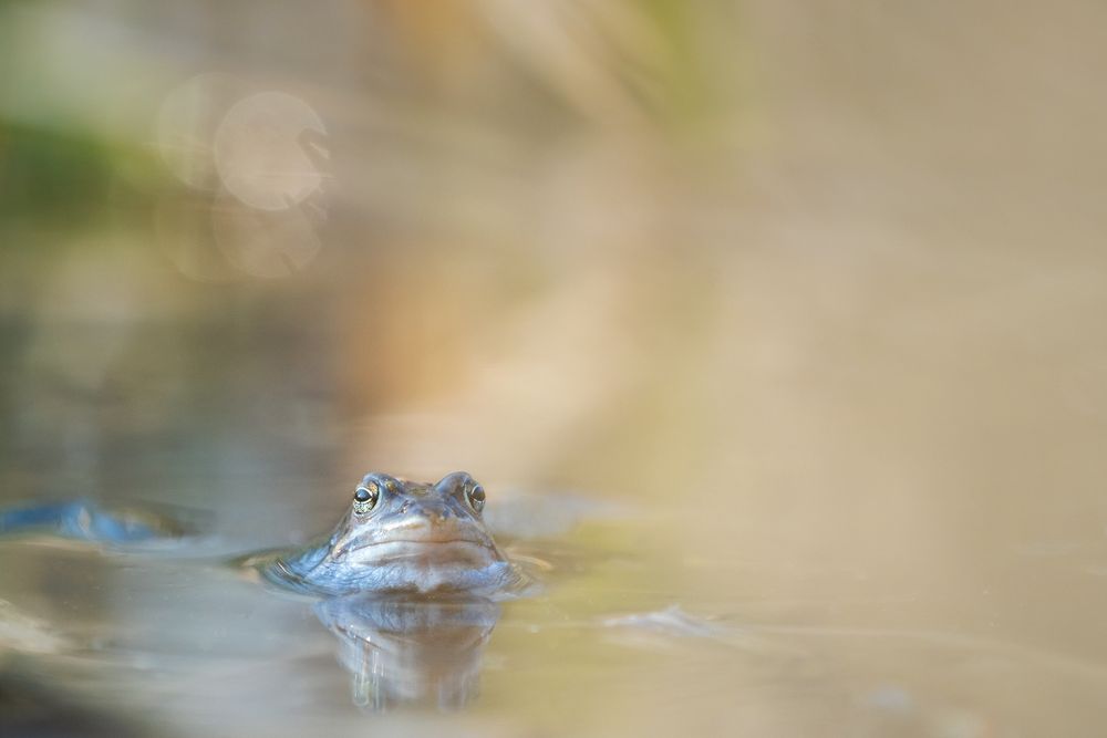 Moorfrosch