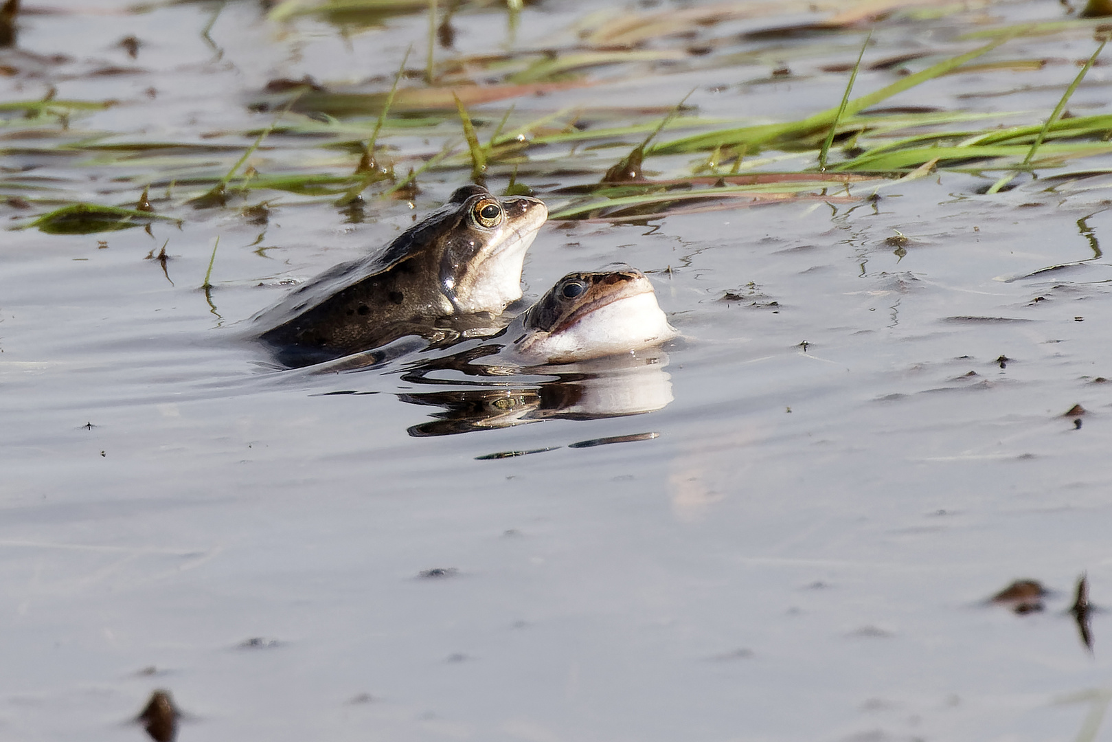 Moorfrosch