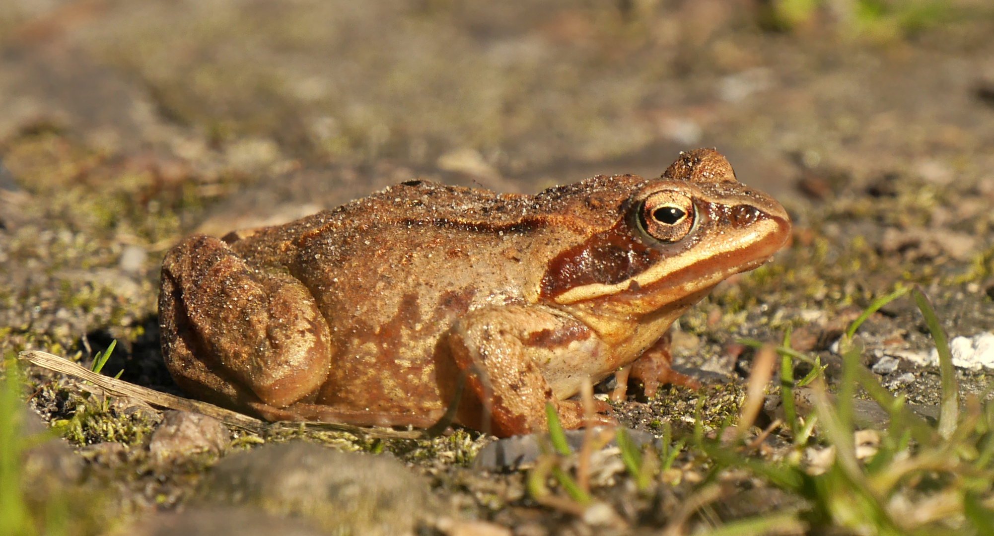 Moorfrosch