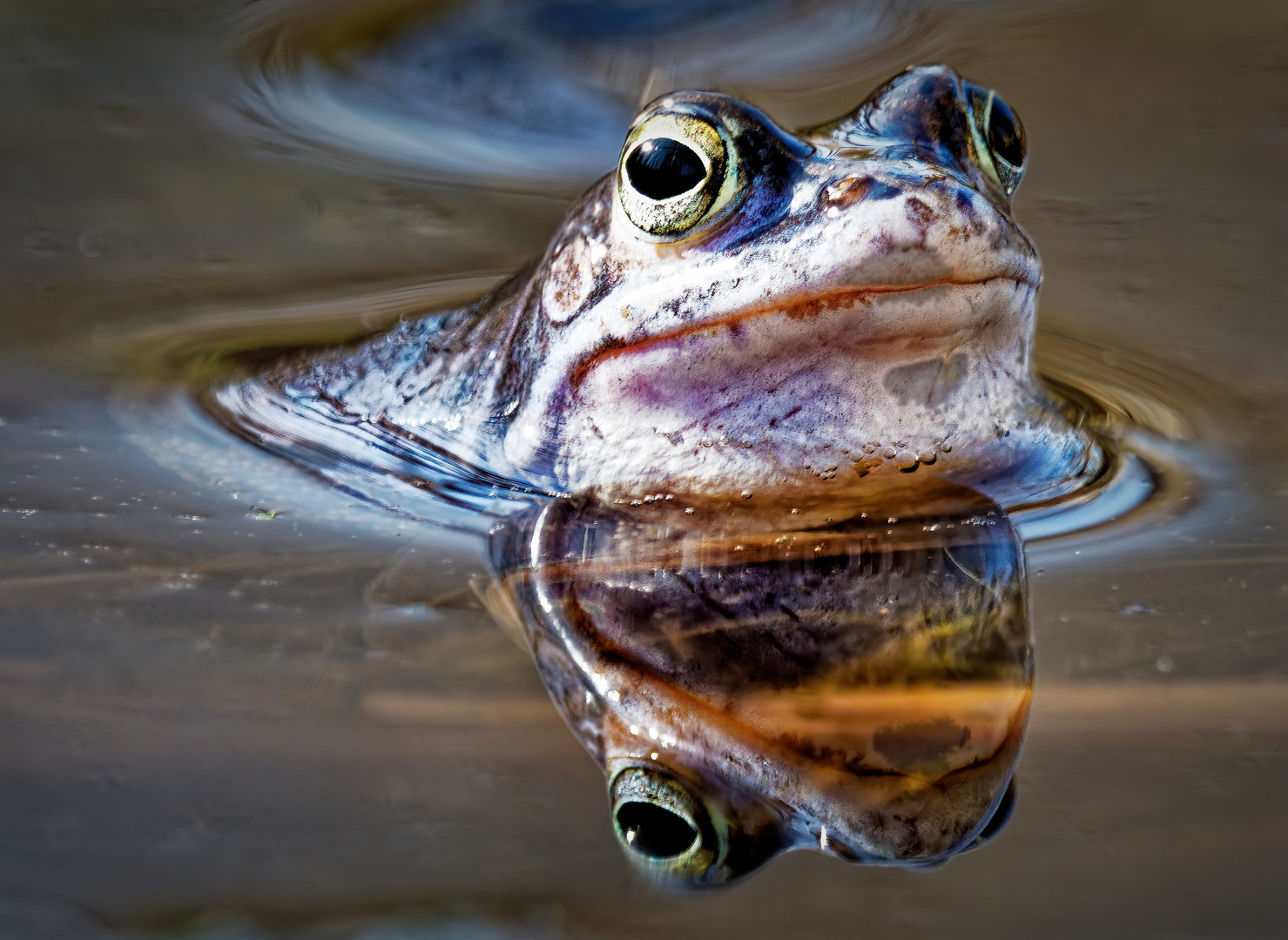 Moorfrosch