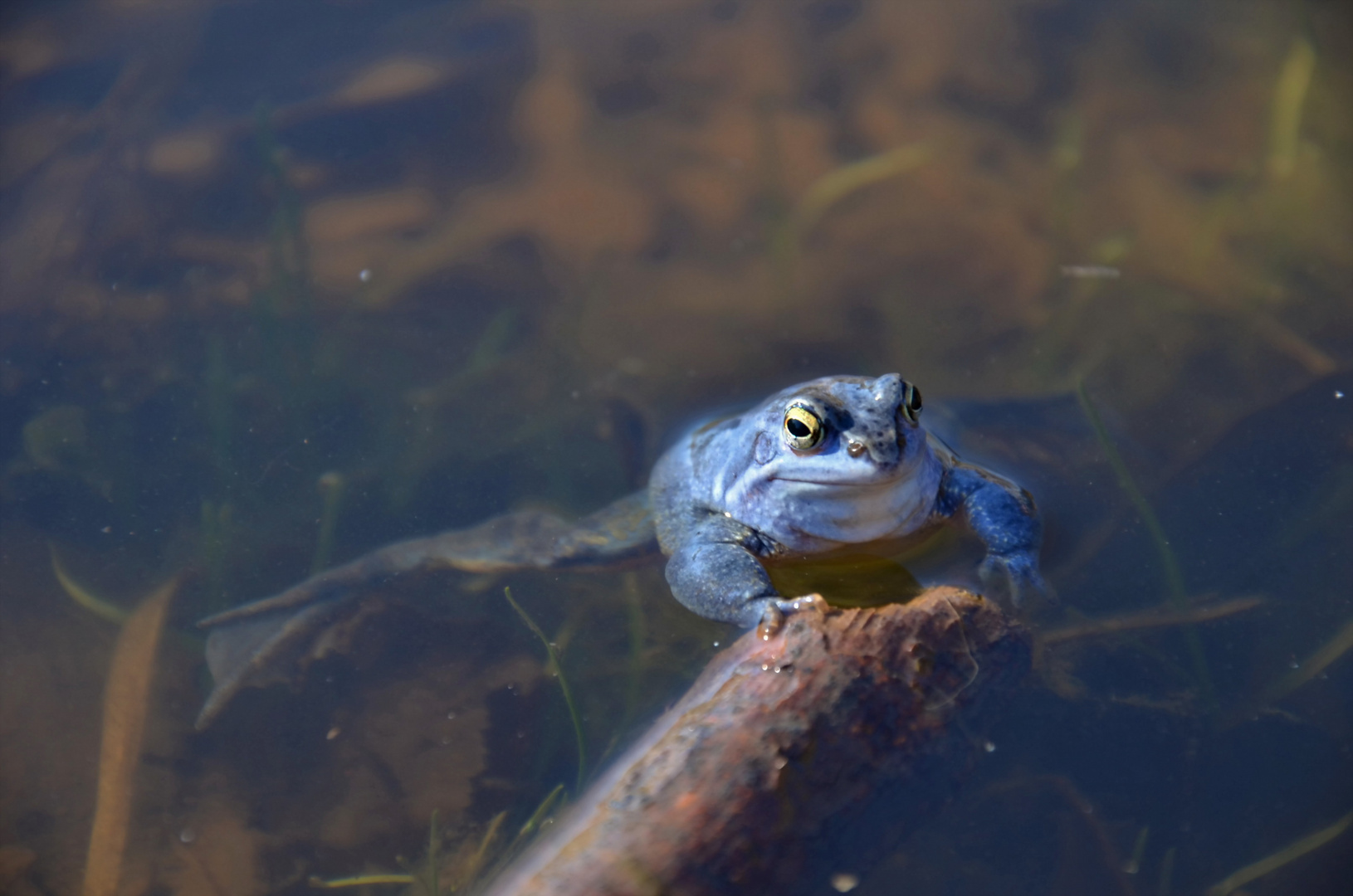 Moorfrosch