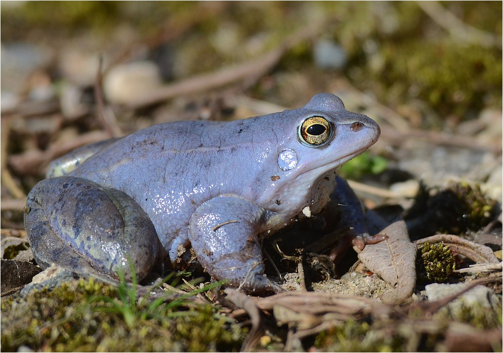 Moorfrosch