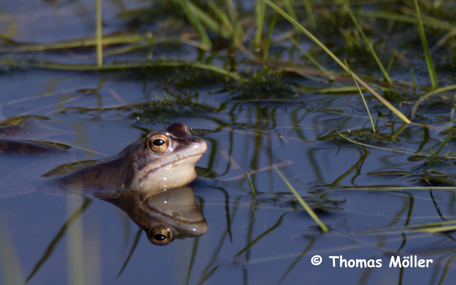 Moorfrosch