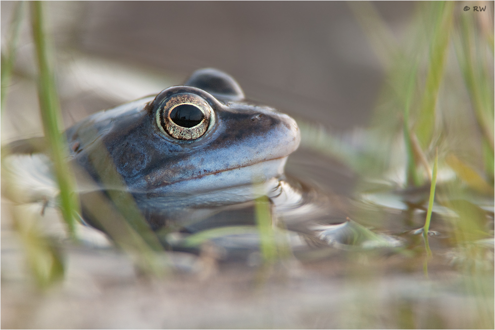 Moorfrosch