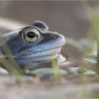 Moorfrosch