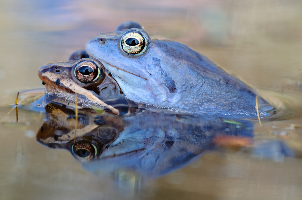 ~ Moorfrosch-Doppel ~