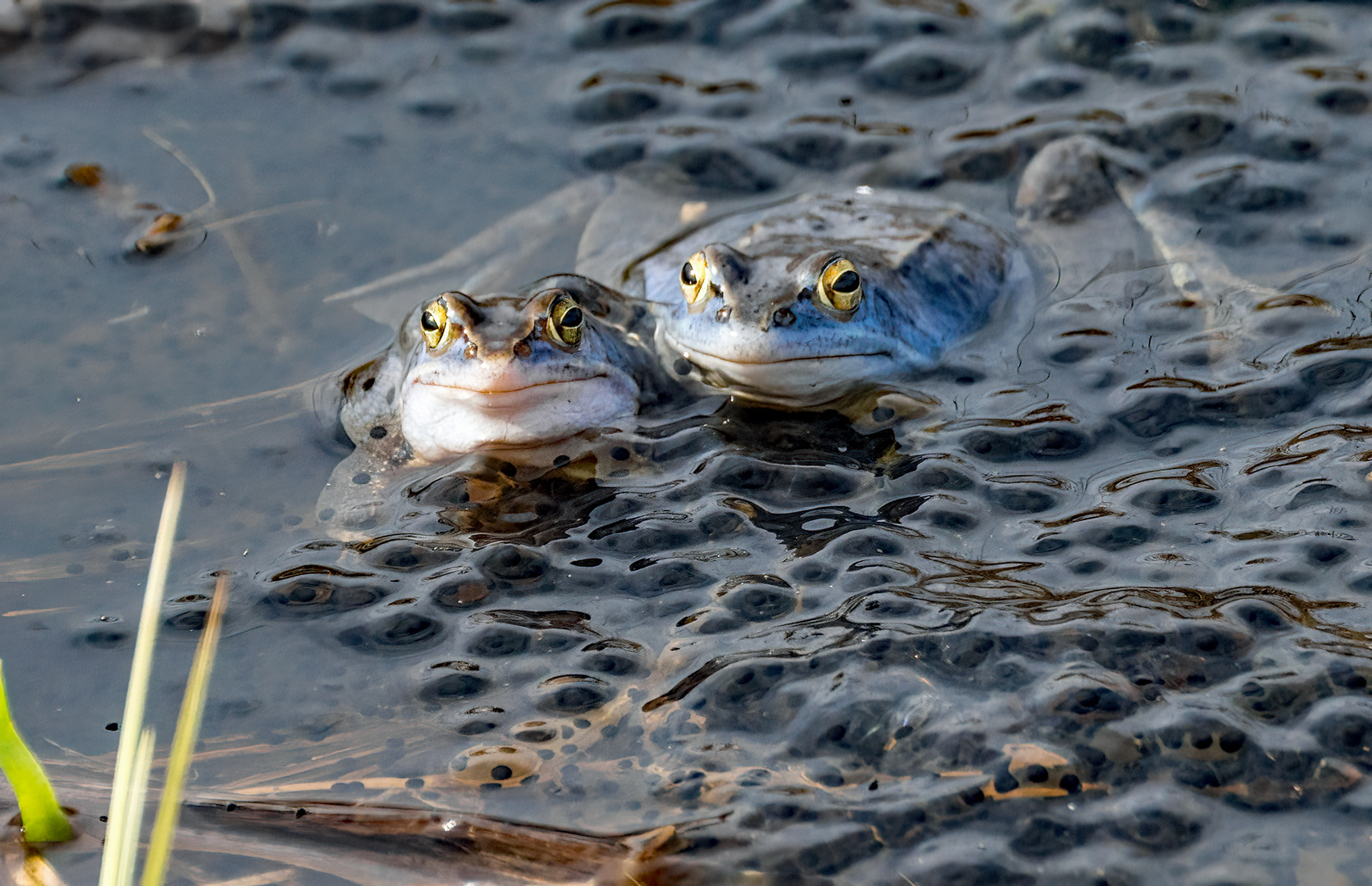 "MOORFROSCH DUO" und bisschen blau